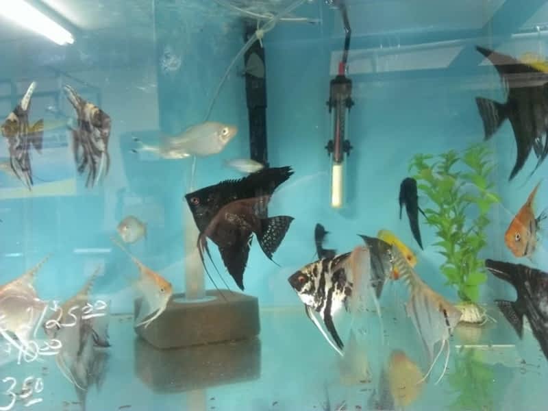 Keeping Your Underwater World Sparkling The Ultimate Guide to Aquarium