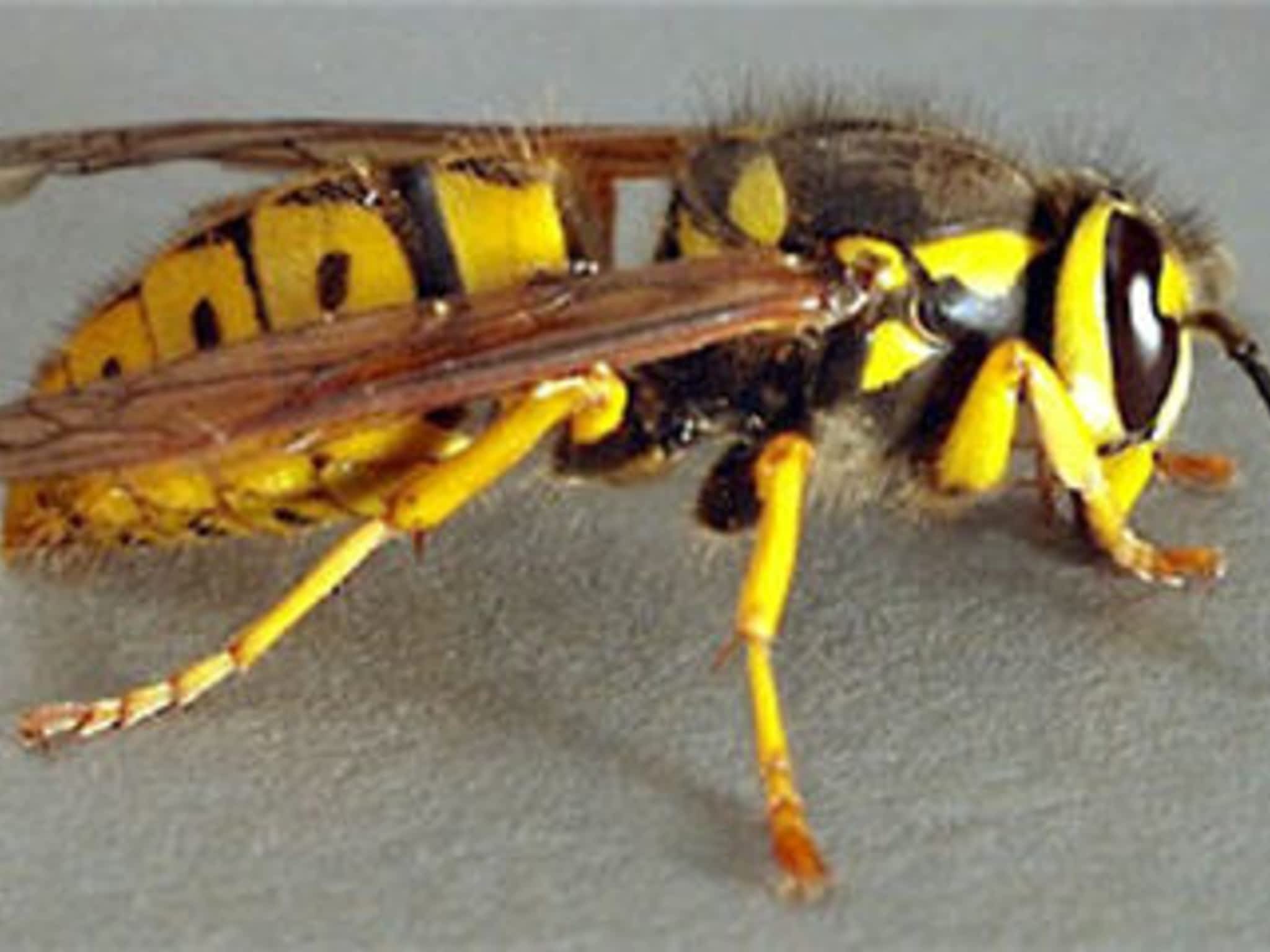 Old Island Pest Control Victoria, BC 2657 Wilfert Rd 203 Canpages