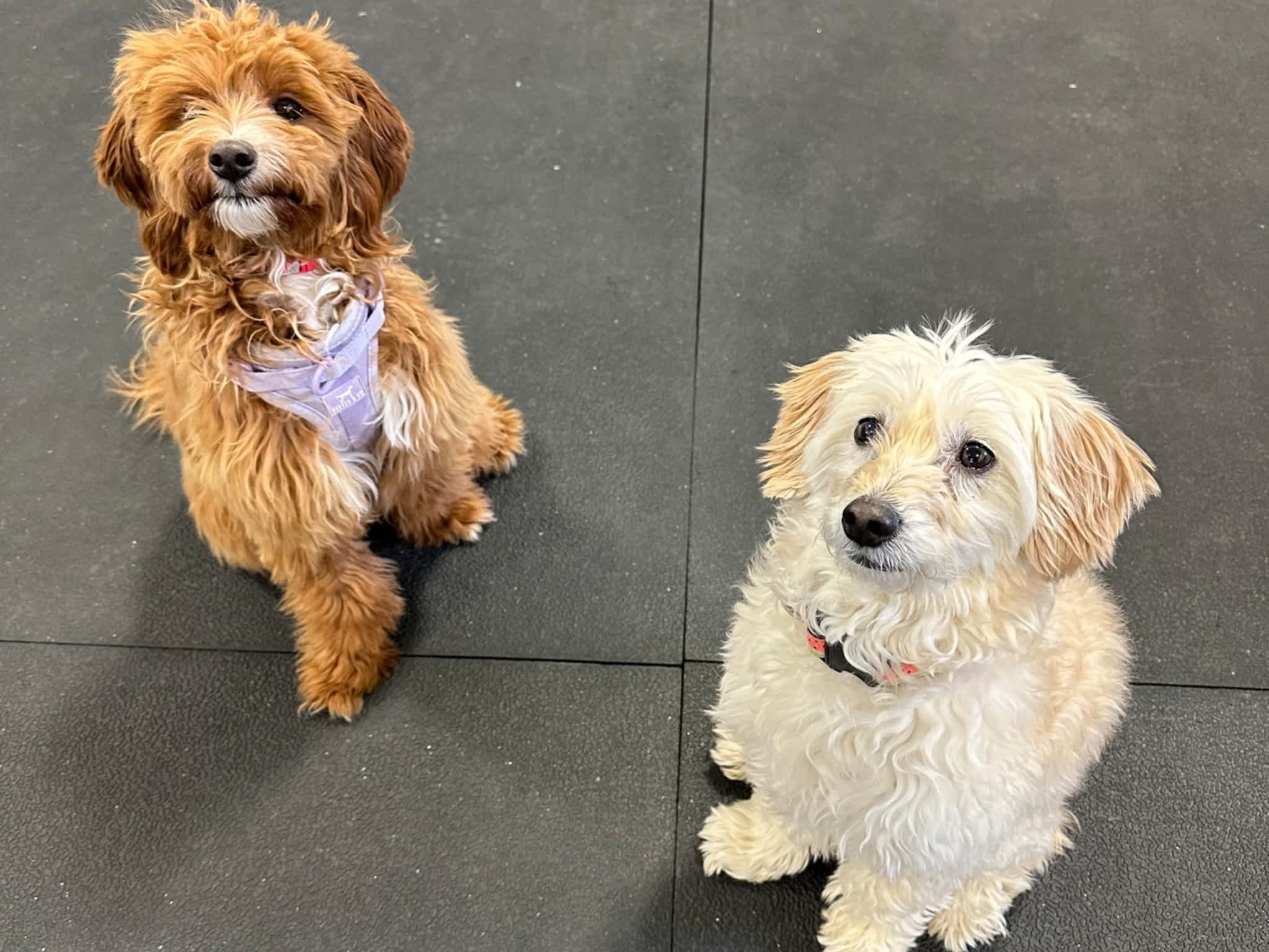 photo Working Wolf Dog Training