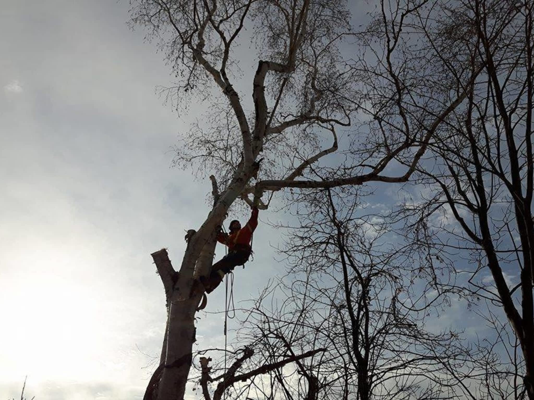 photo Tilden Tree Services
