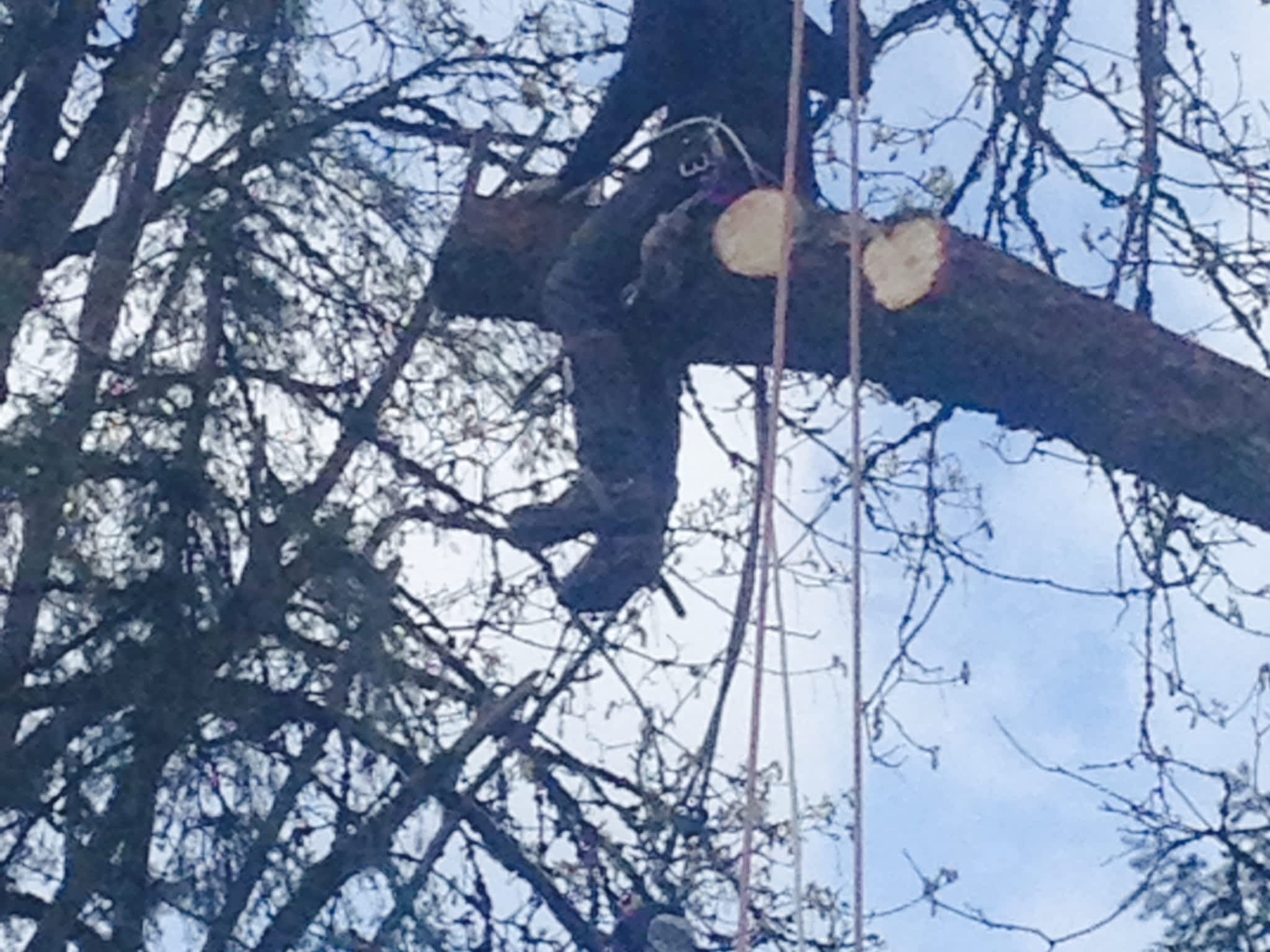 photo Moncton Tree Service