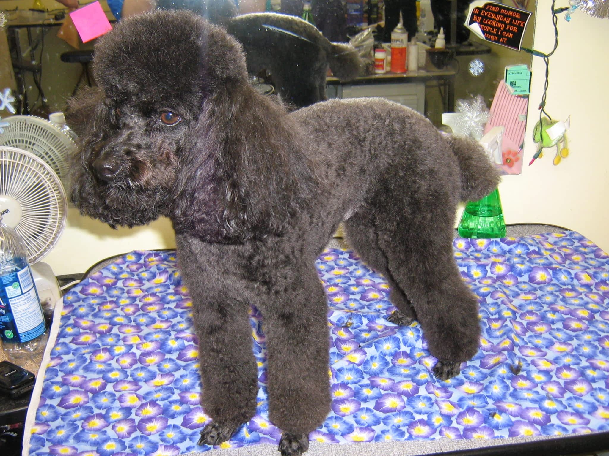 photo Courtenay Grooming Salon
