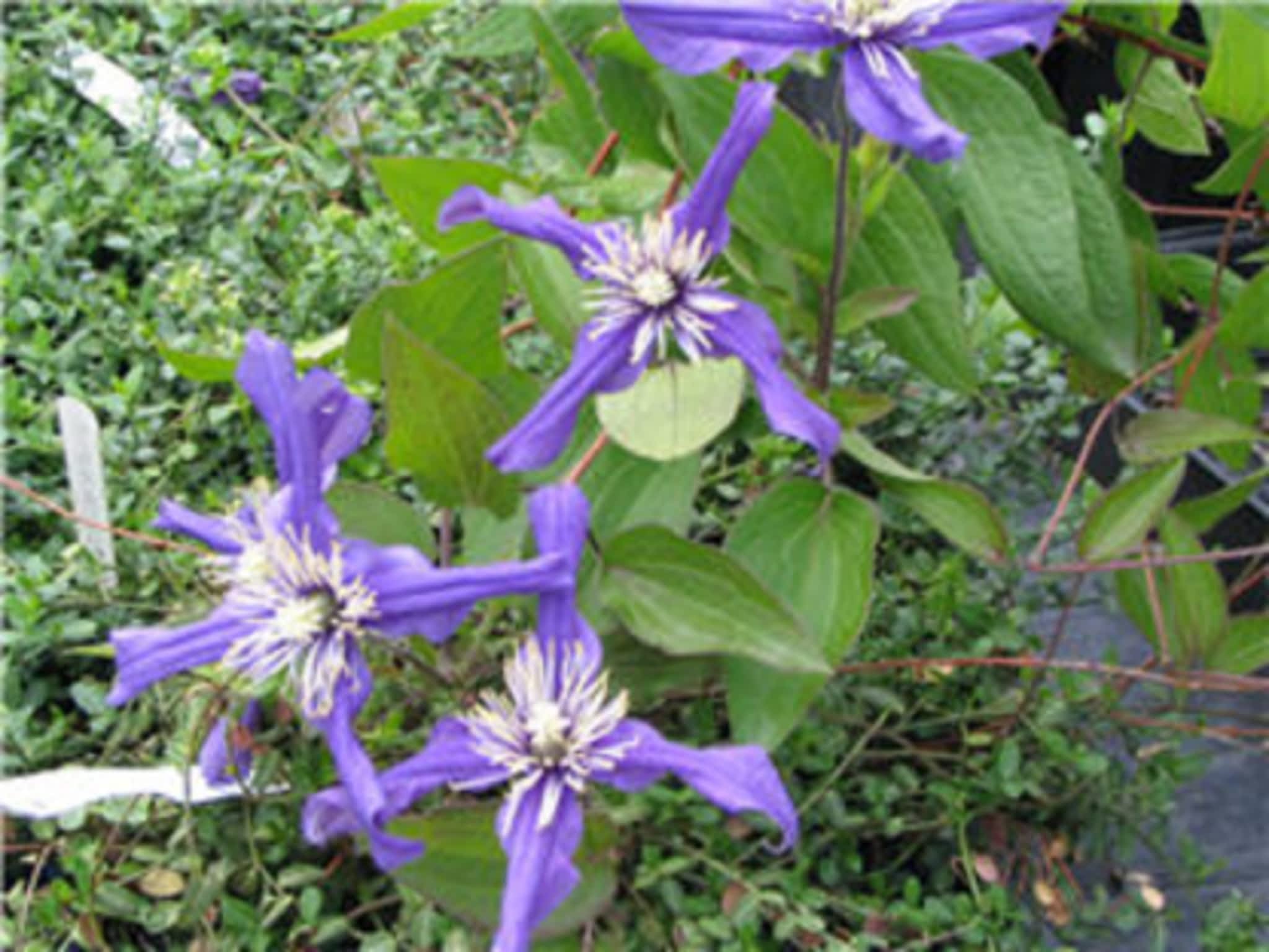 Vineland Nurseries Vineland, ON 4540 Martin Road Canpages