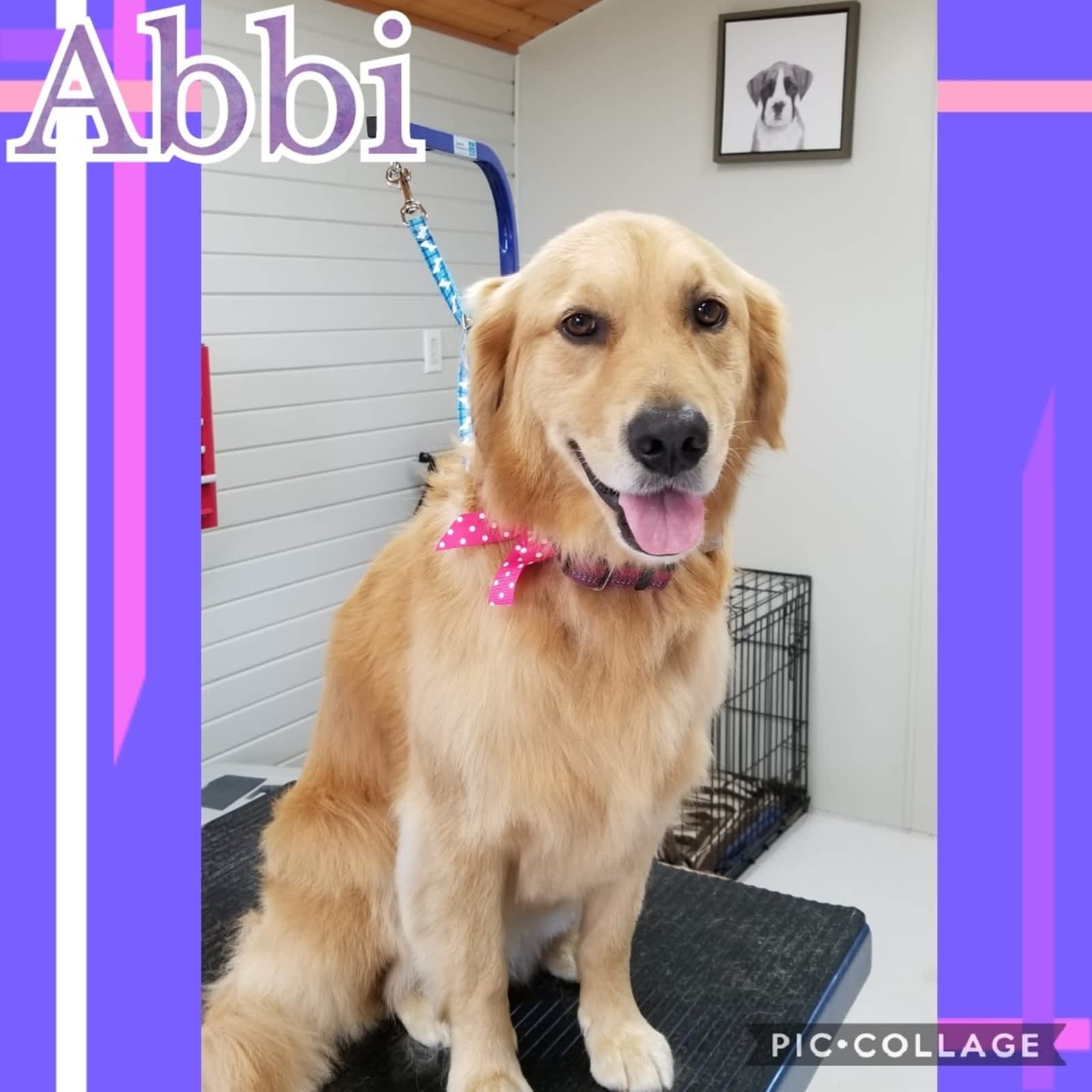 happy hound mobile grooming