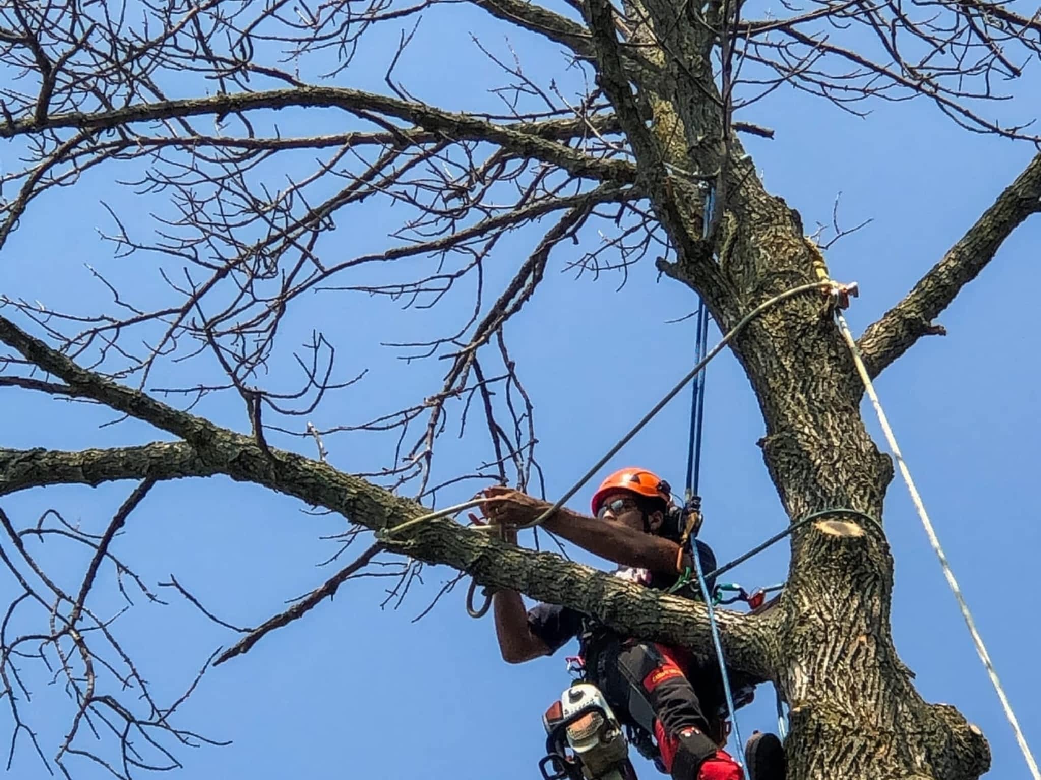photo Twigs & Trunks