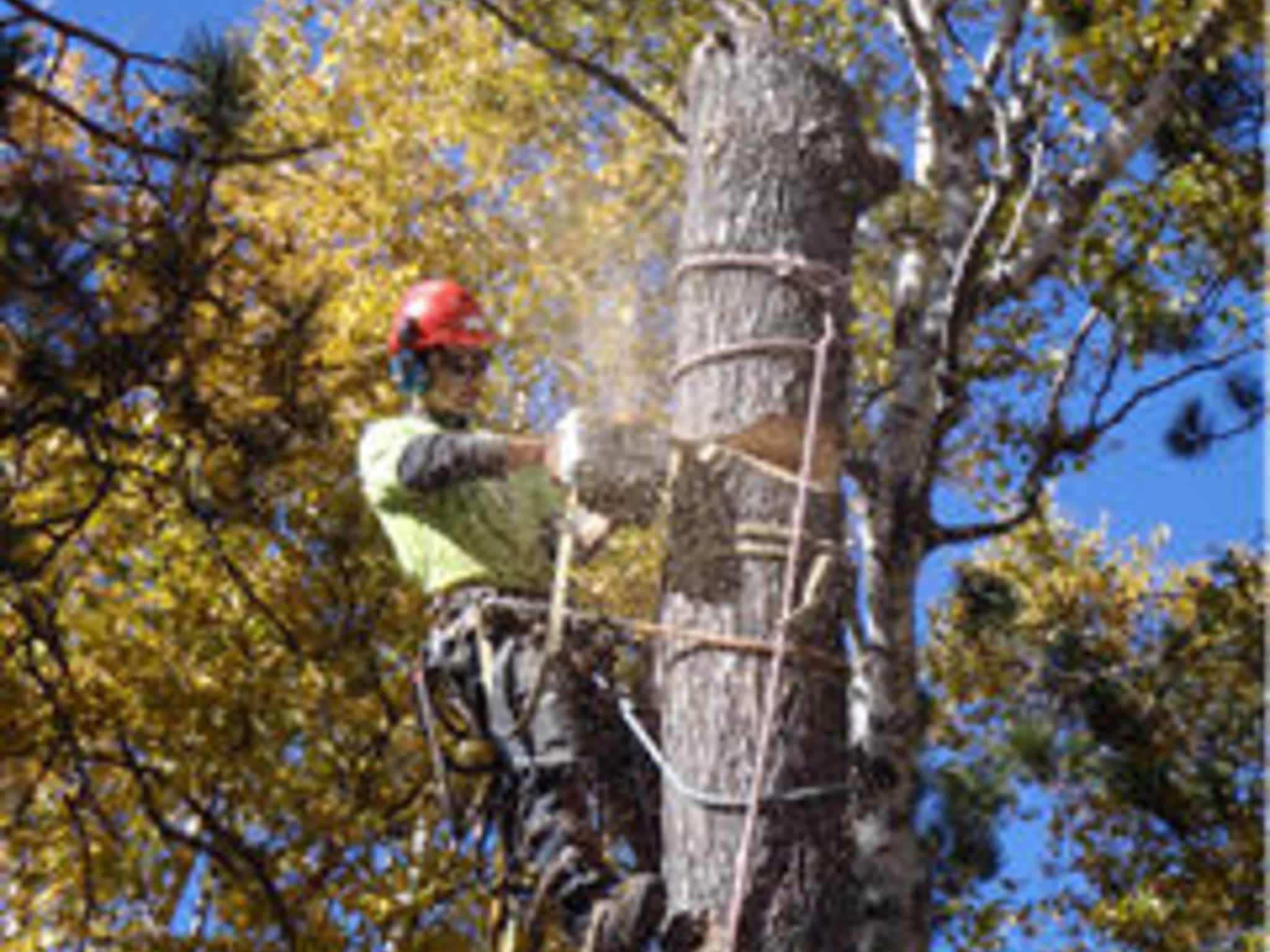 photo Arborworks Tree Service