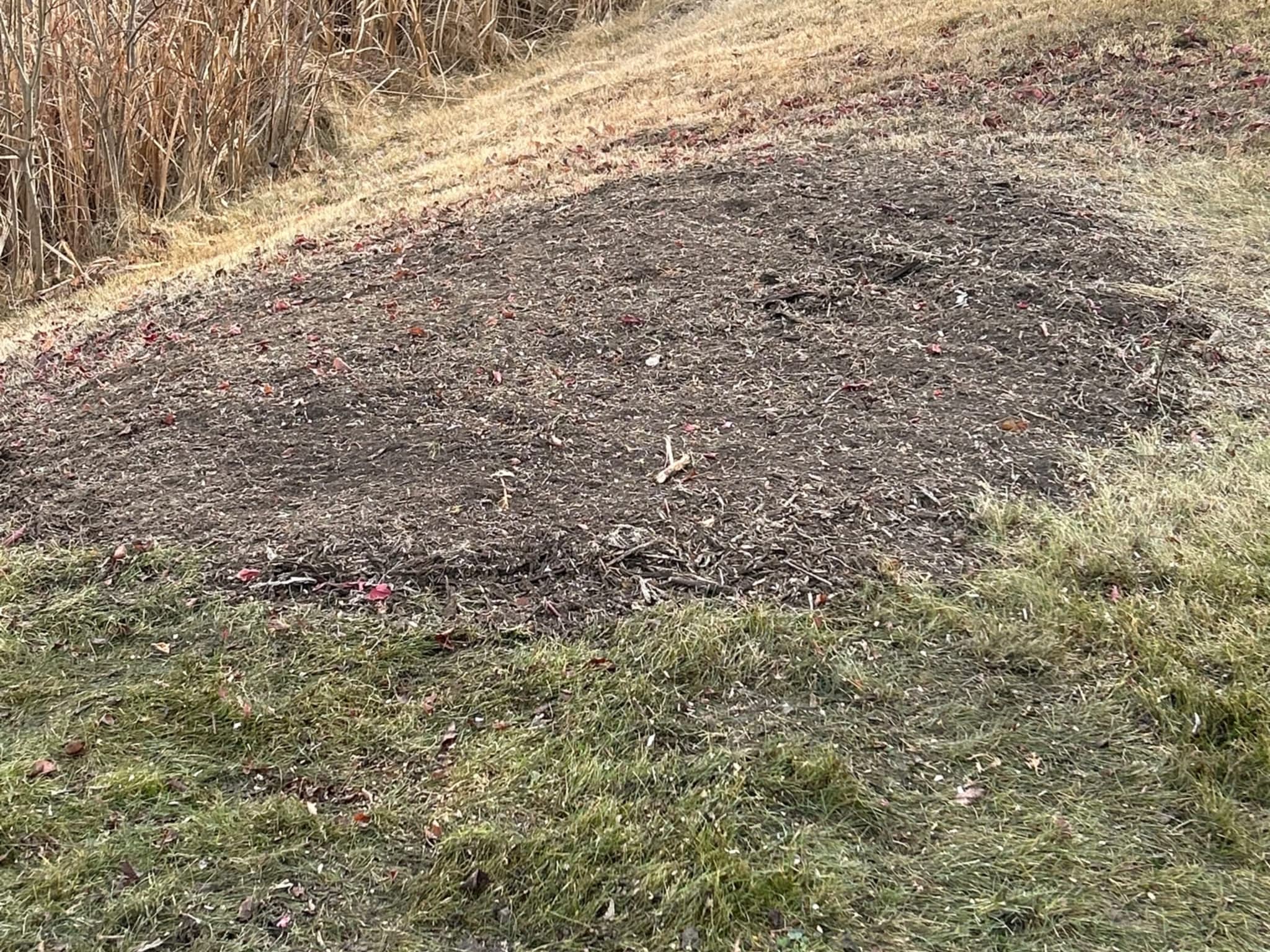 photo Grindpro tree stump grinding