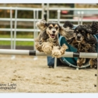 Équi-Canin - Dressage et éducation d'animaux de compagnie