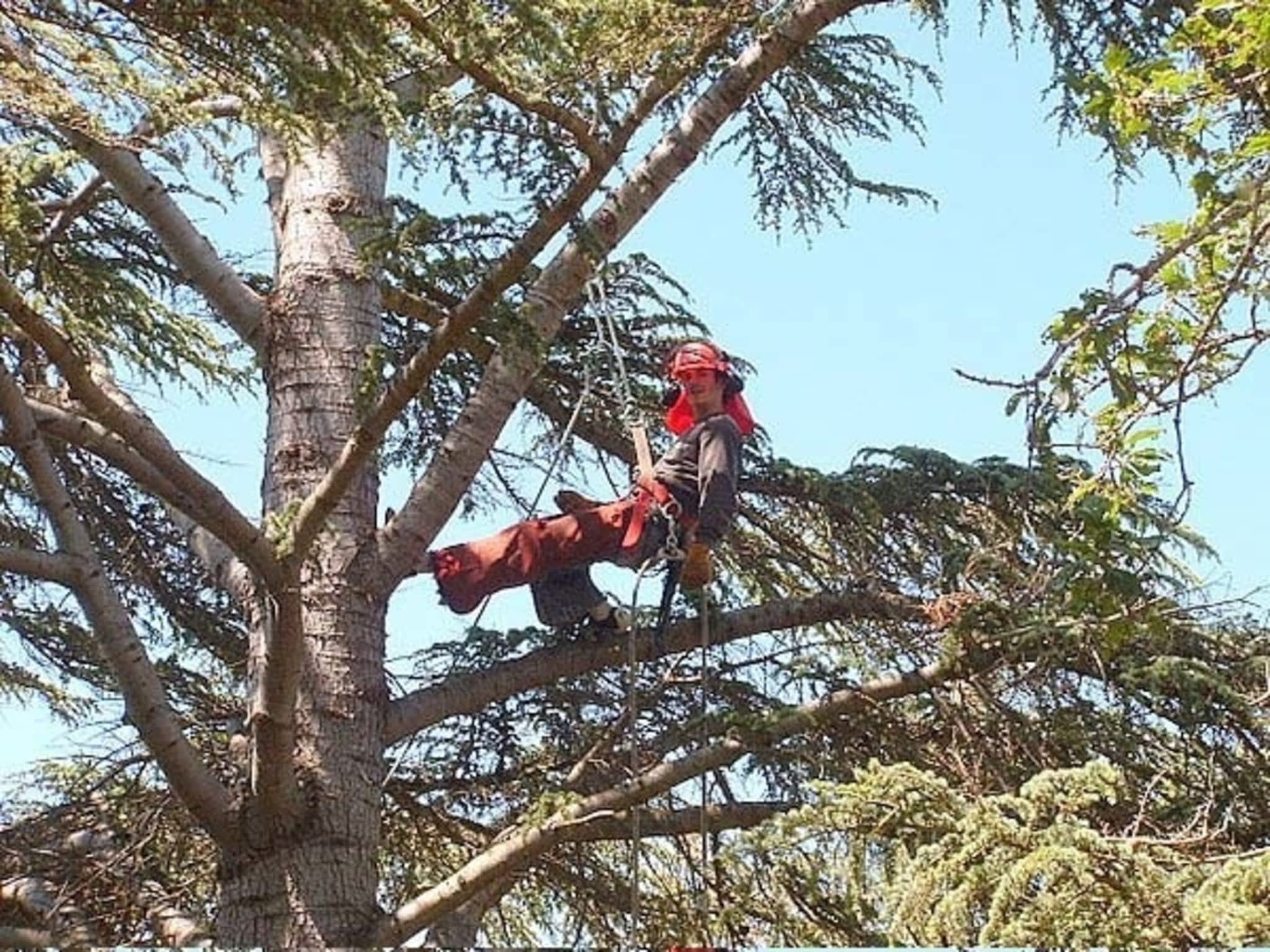 photo Harbourview Tree Experts