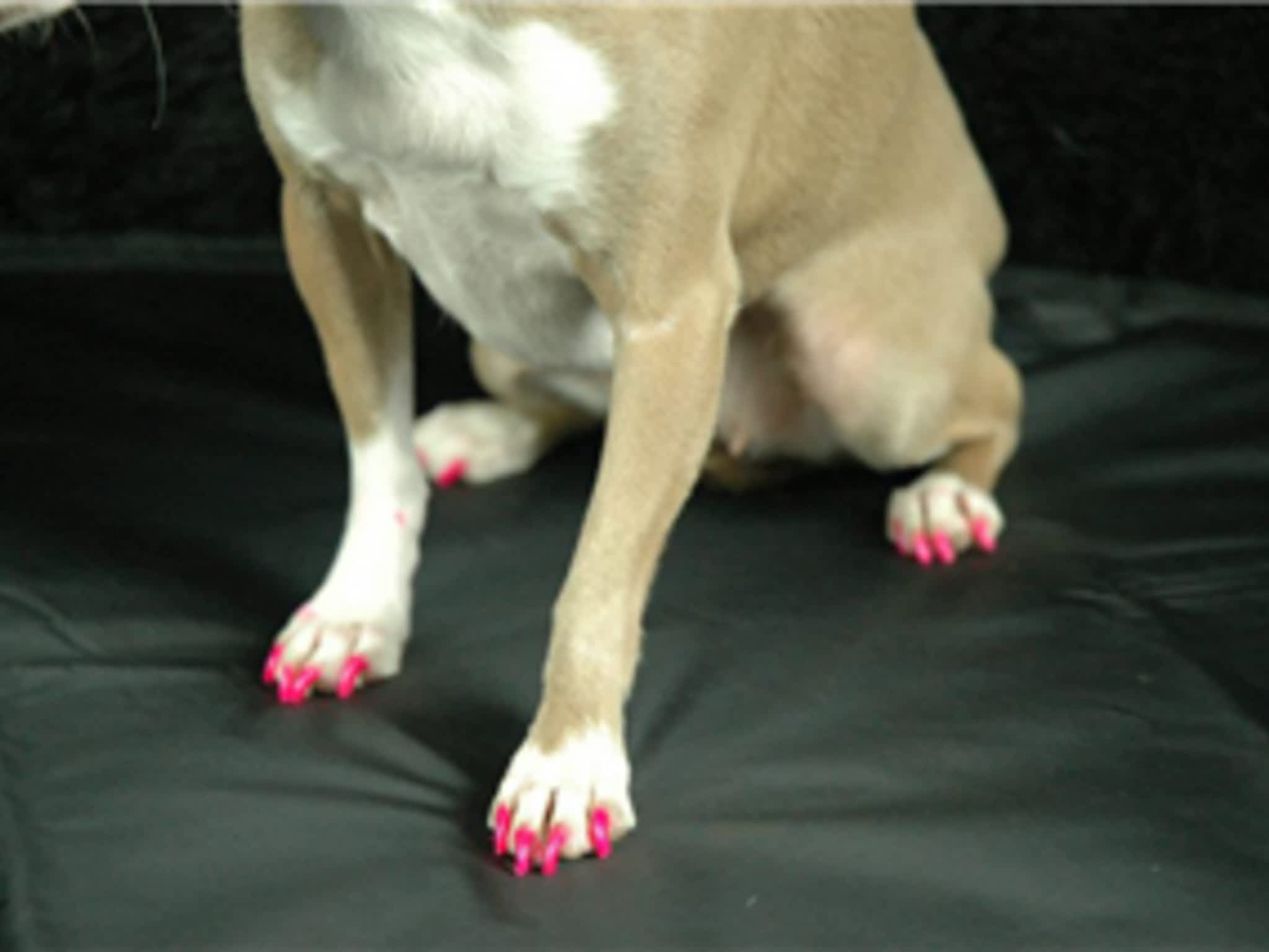 photo Nail To Tail Pet Grooming