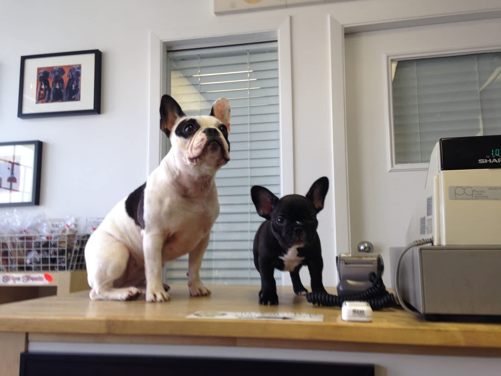 surrey meat packers raw dog food