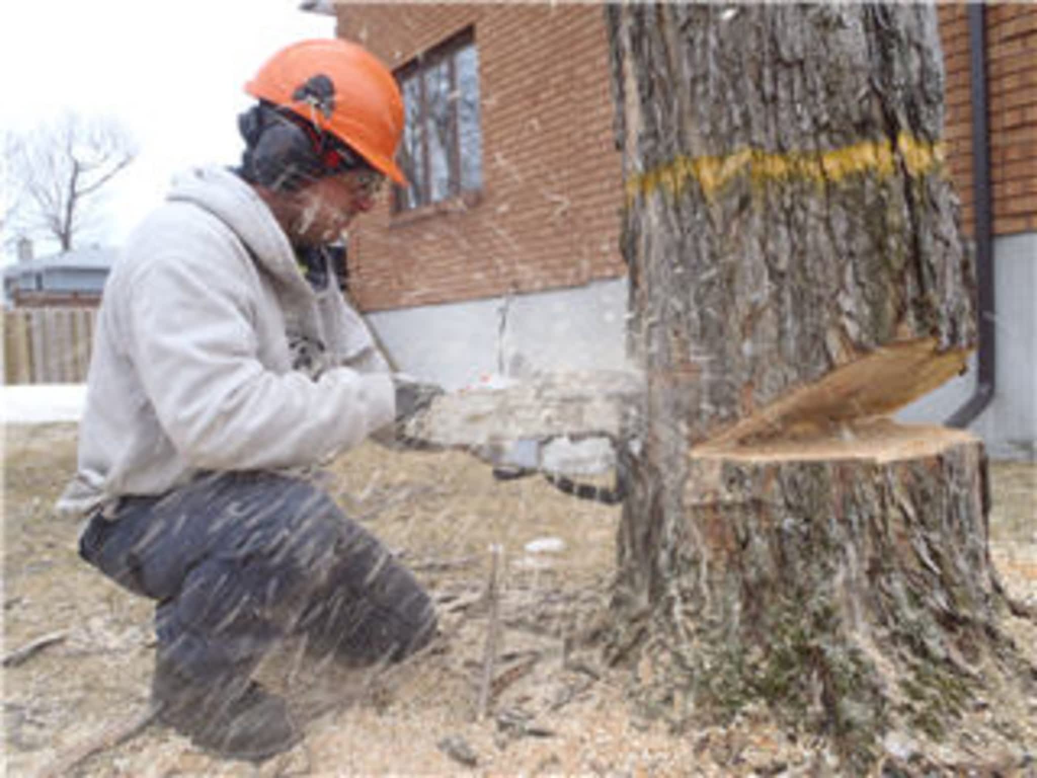 photo Arborworks Tree Service