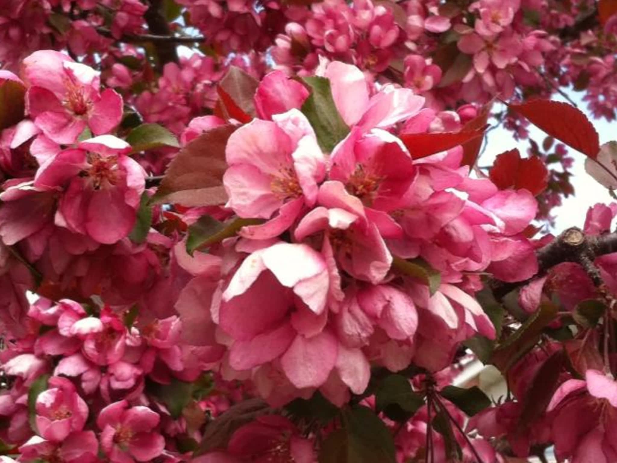 photo Bednesti Tree Services Inc