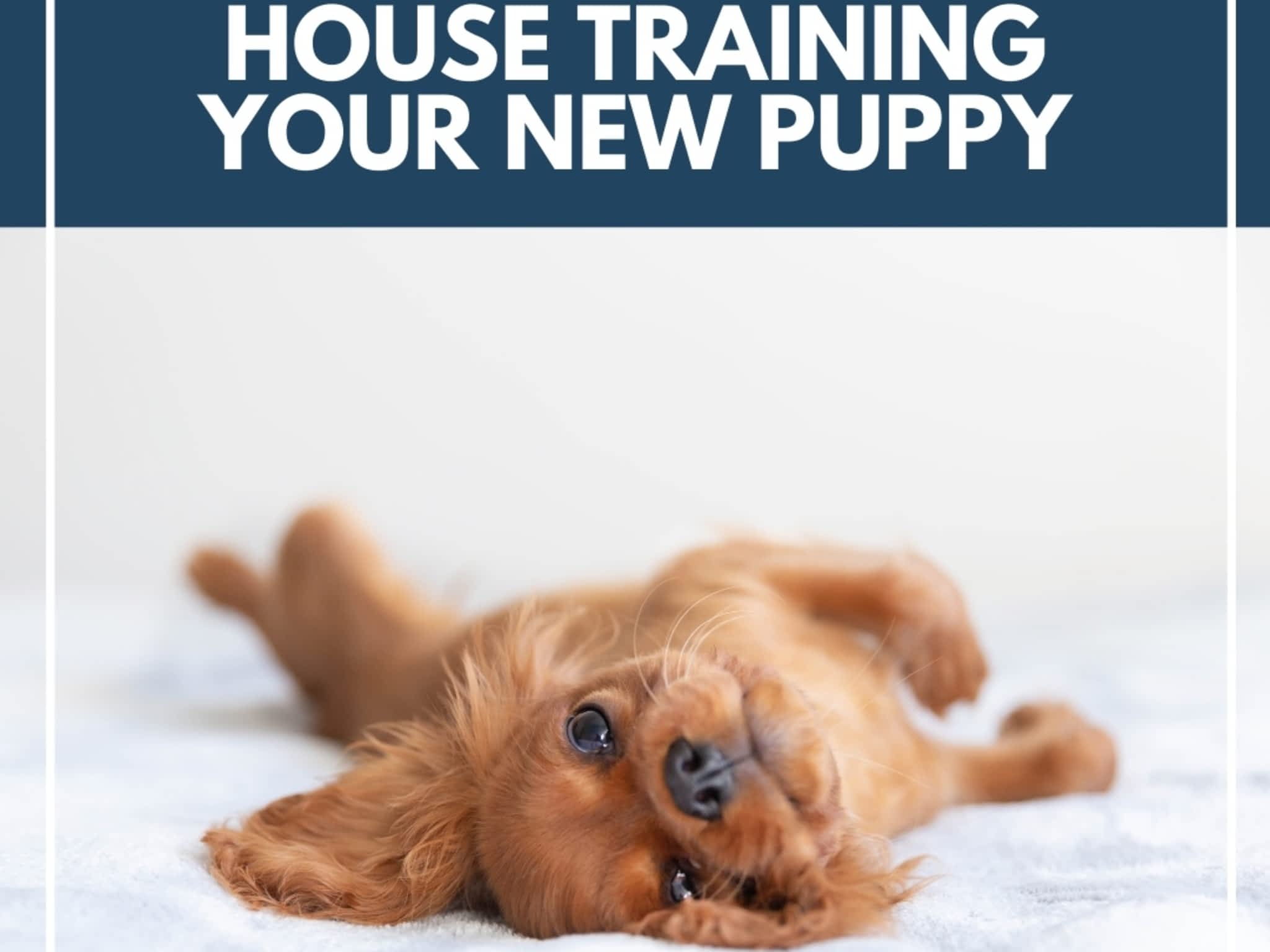 photo Command Control K-9