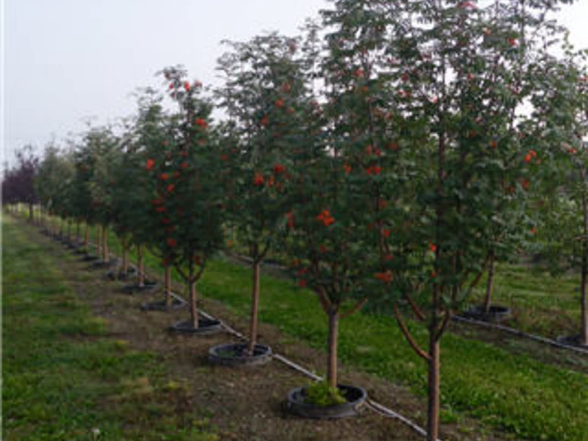 photo Simon Bos Nurseries