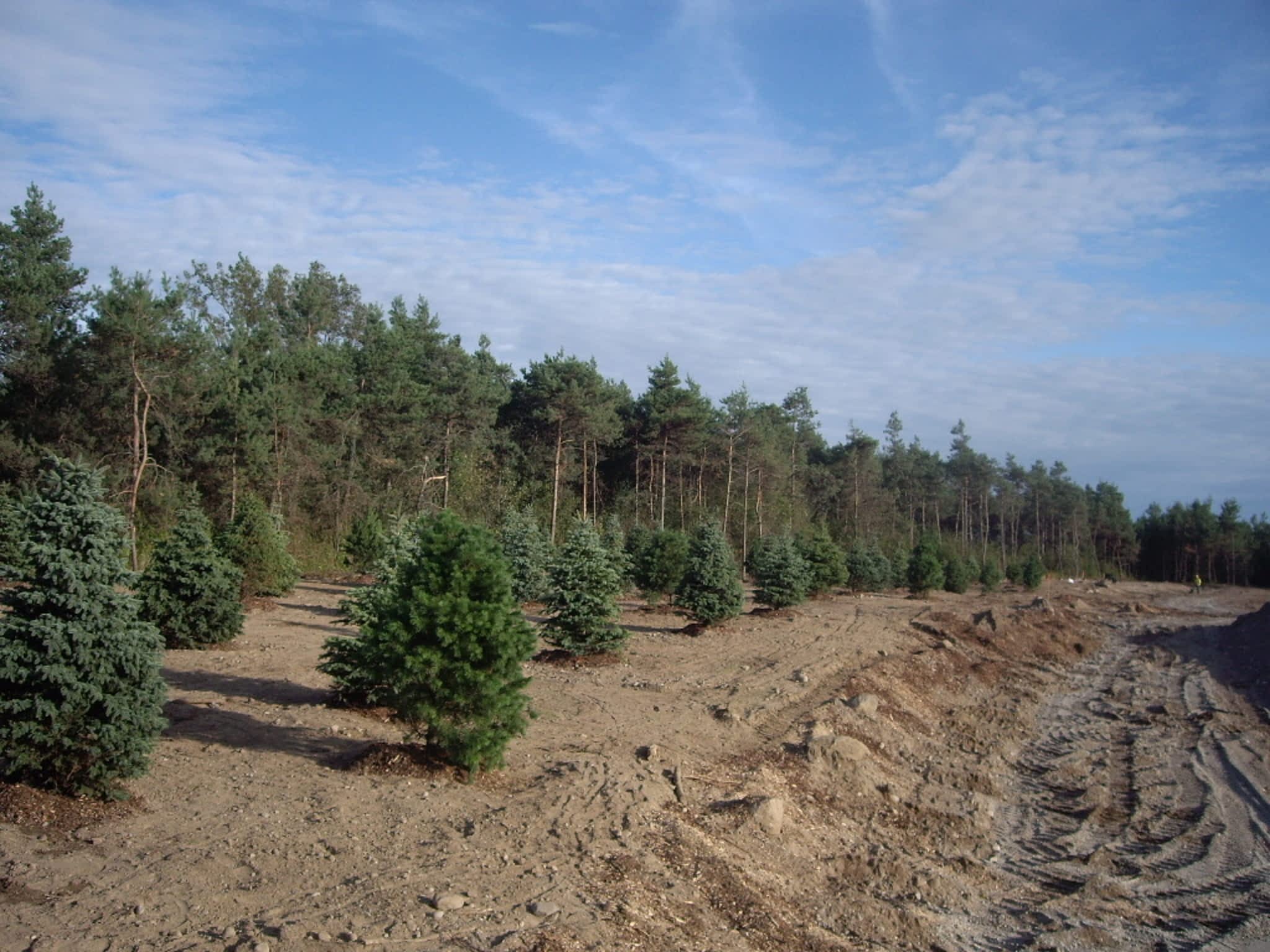 photo Turtle Crik Tree Farms