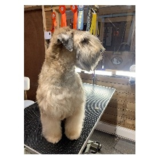 Voir le profil de Le Spa Canin - Salon de toilettage - Oka