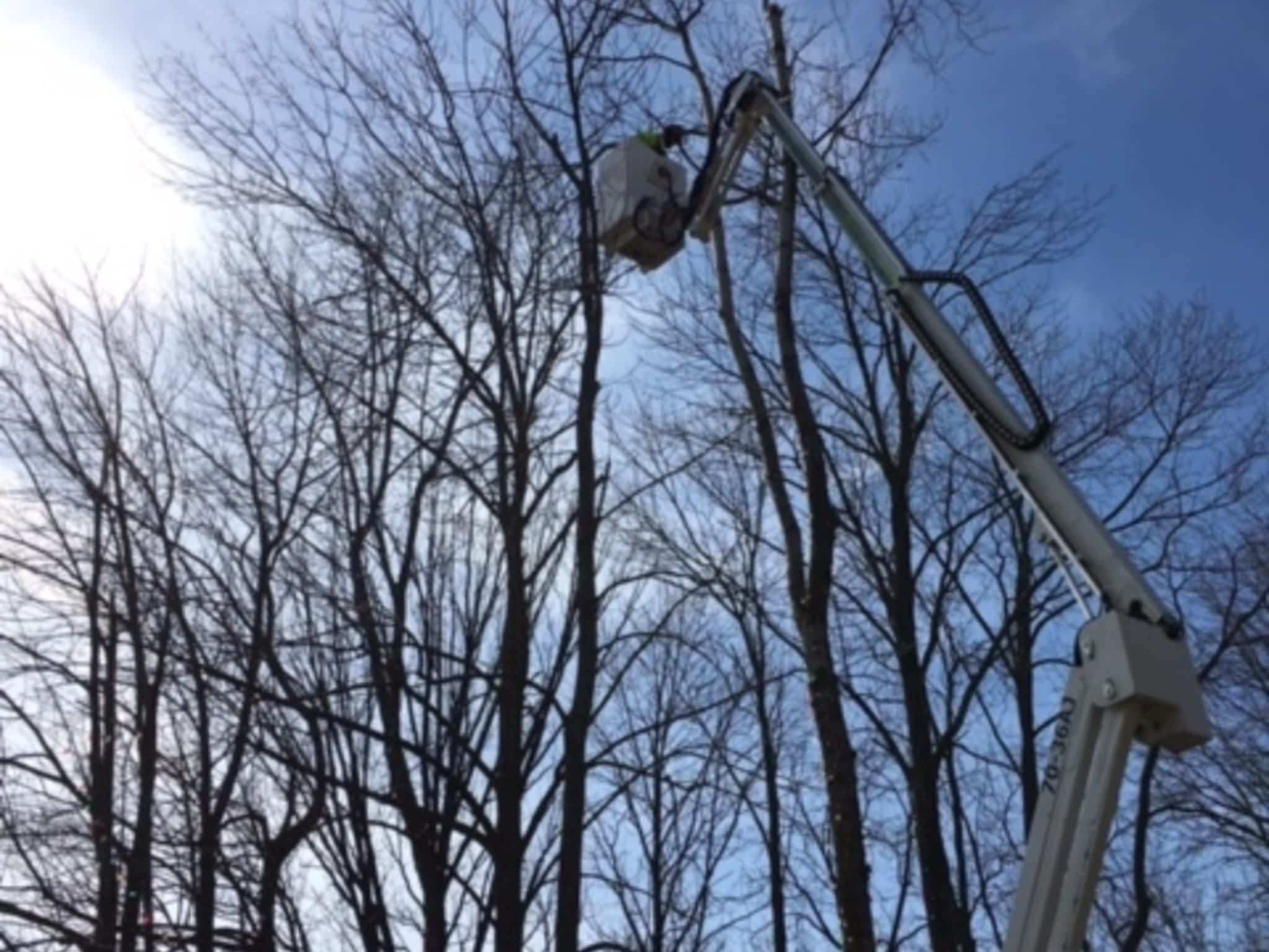 photo Ott's Tree Service
