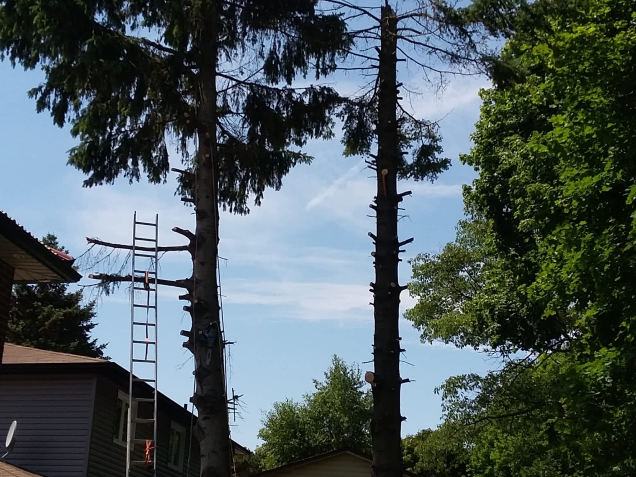 photo Two Guys Tree Services