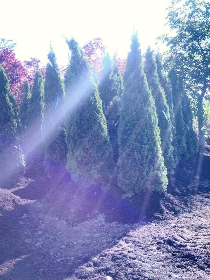 Gauld Nurseries Ltd - Niagara Falls, ON - Mountain & Garner | Canpages