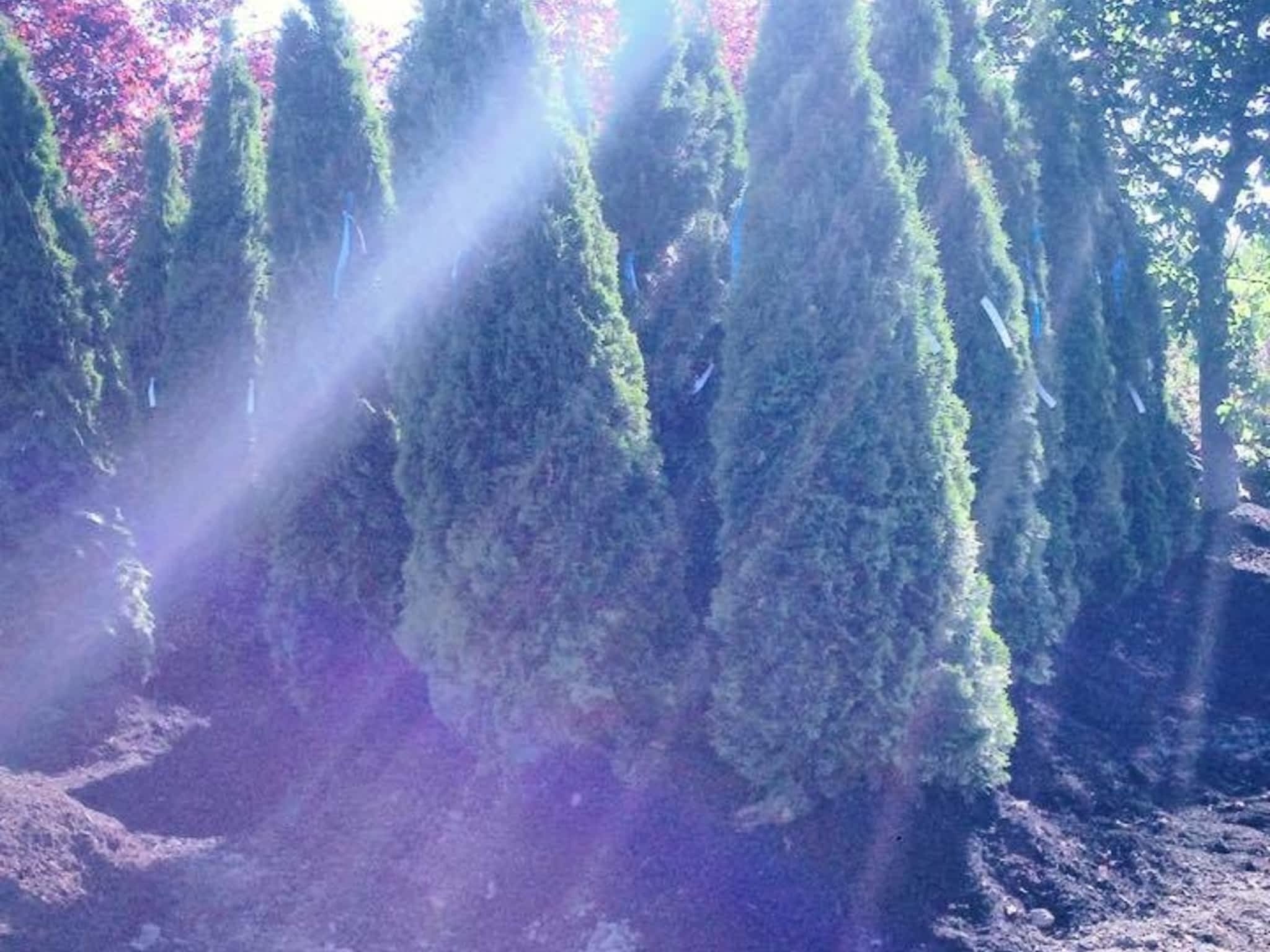 photo Gauld Nurseries Ltd