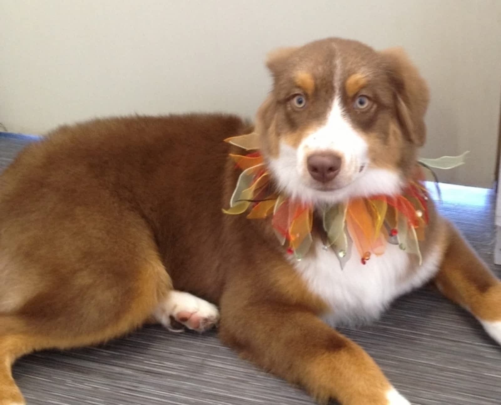 roxie daisy pet salon