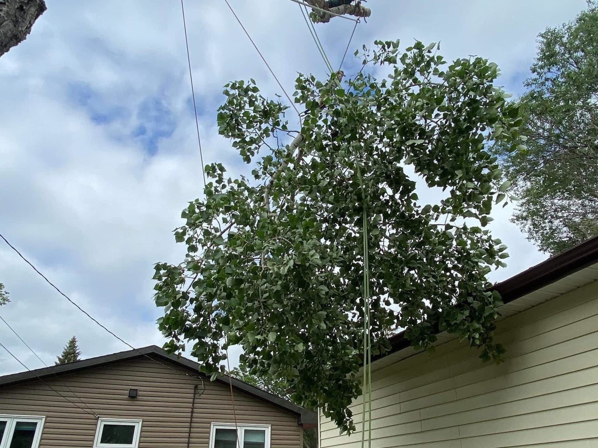 photo Sunset Tree Co