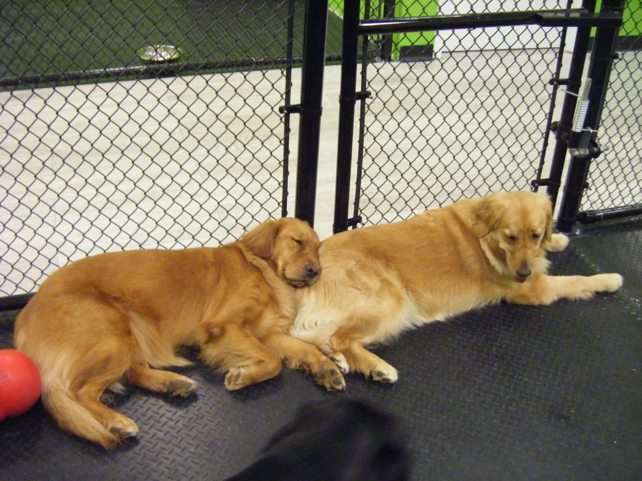 photo Canine Comforts Doggie Daycare Inc