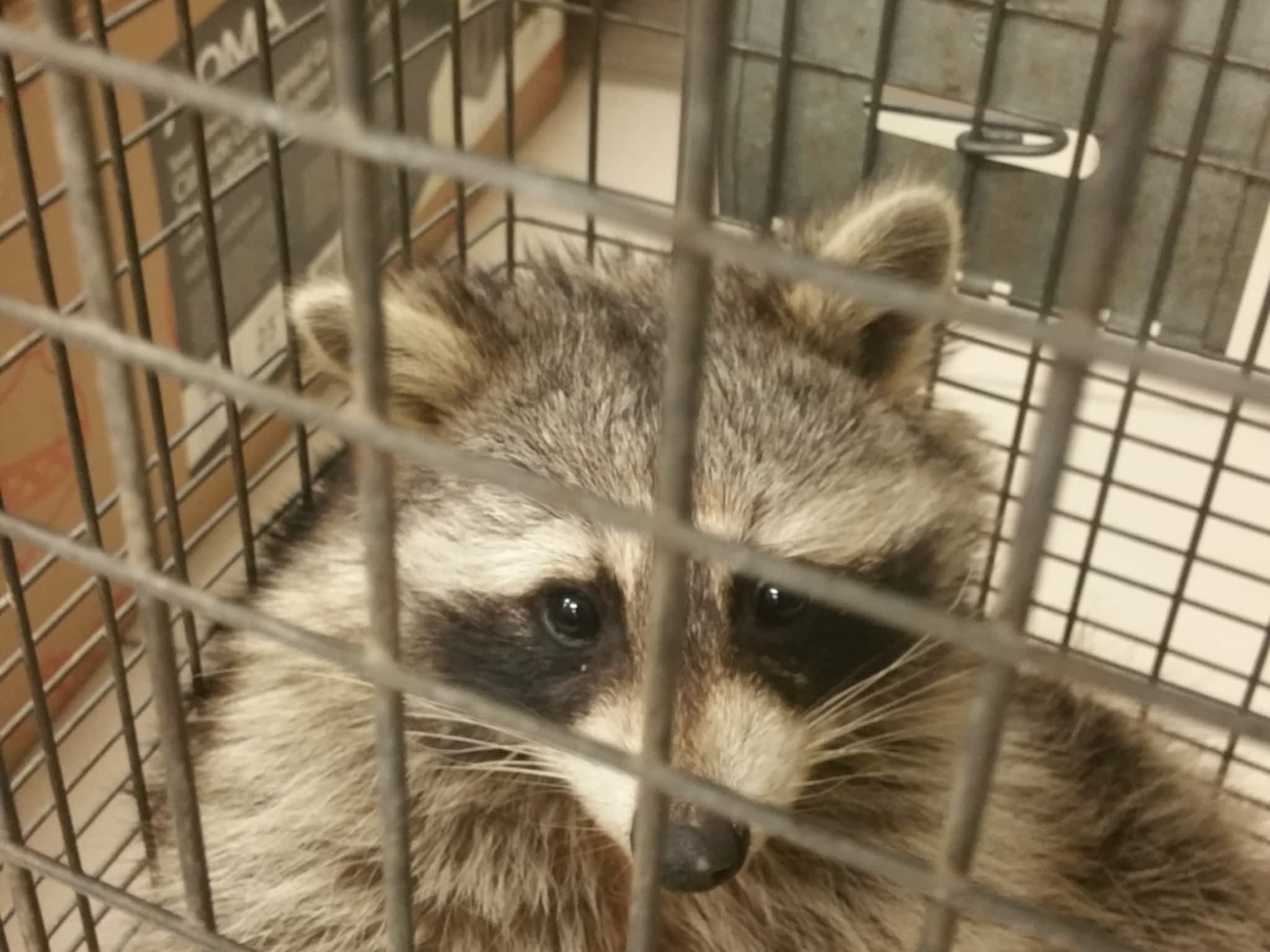 photo Liddle Rascals