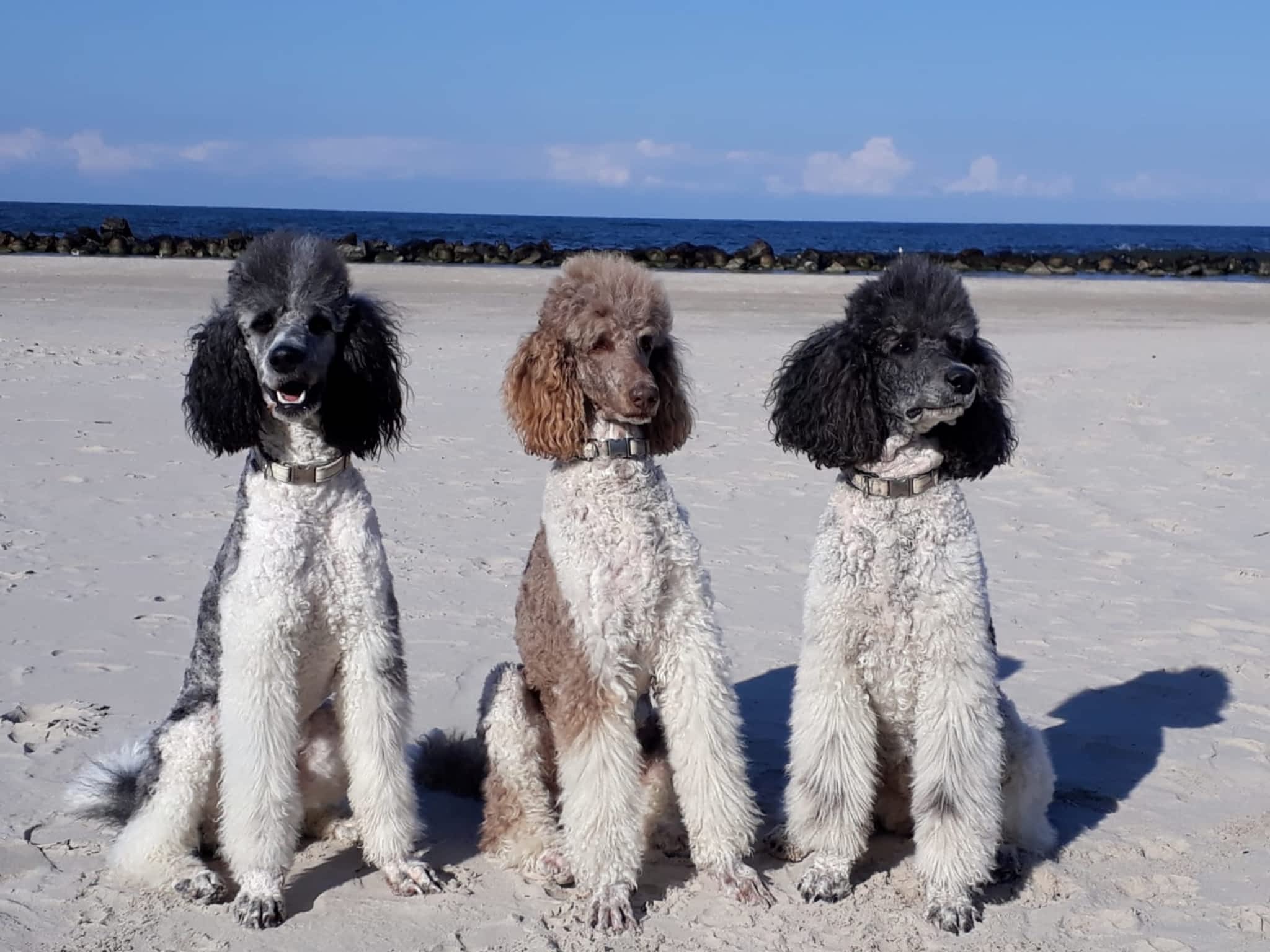 photo Isle of Poodles