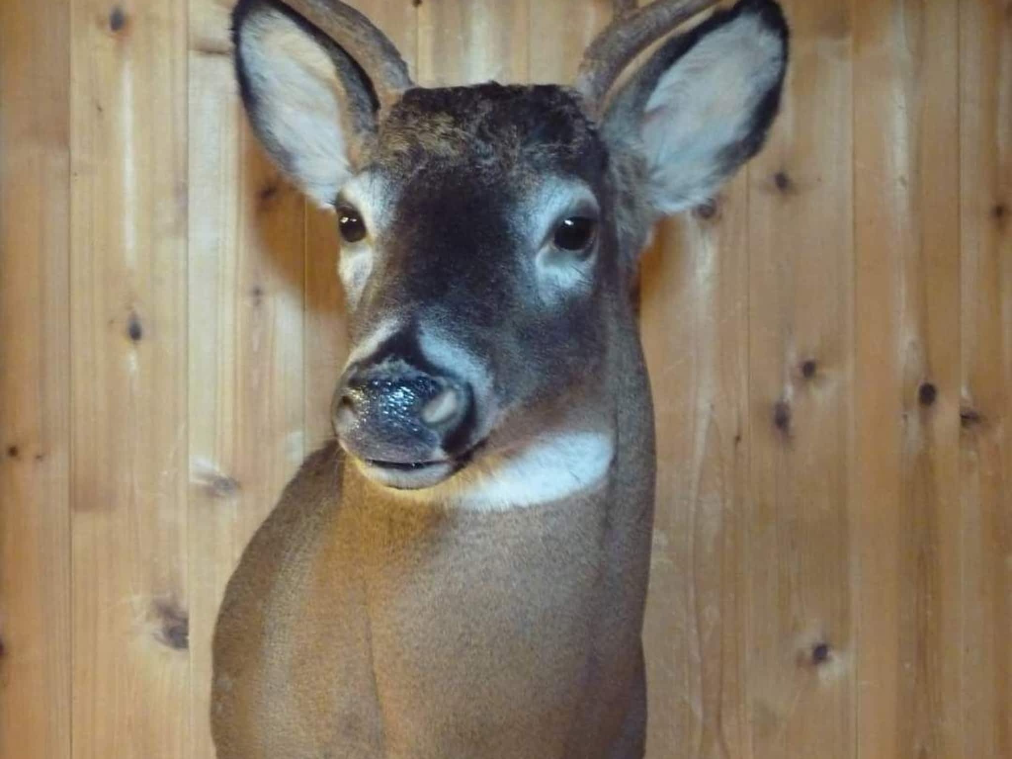 photo Gary Foreman Taxidermy