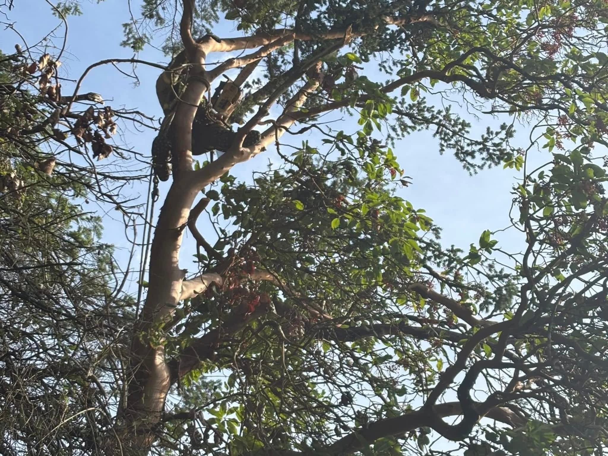 photo Valhalla Falling & Tree Services