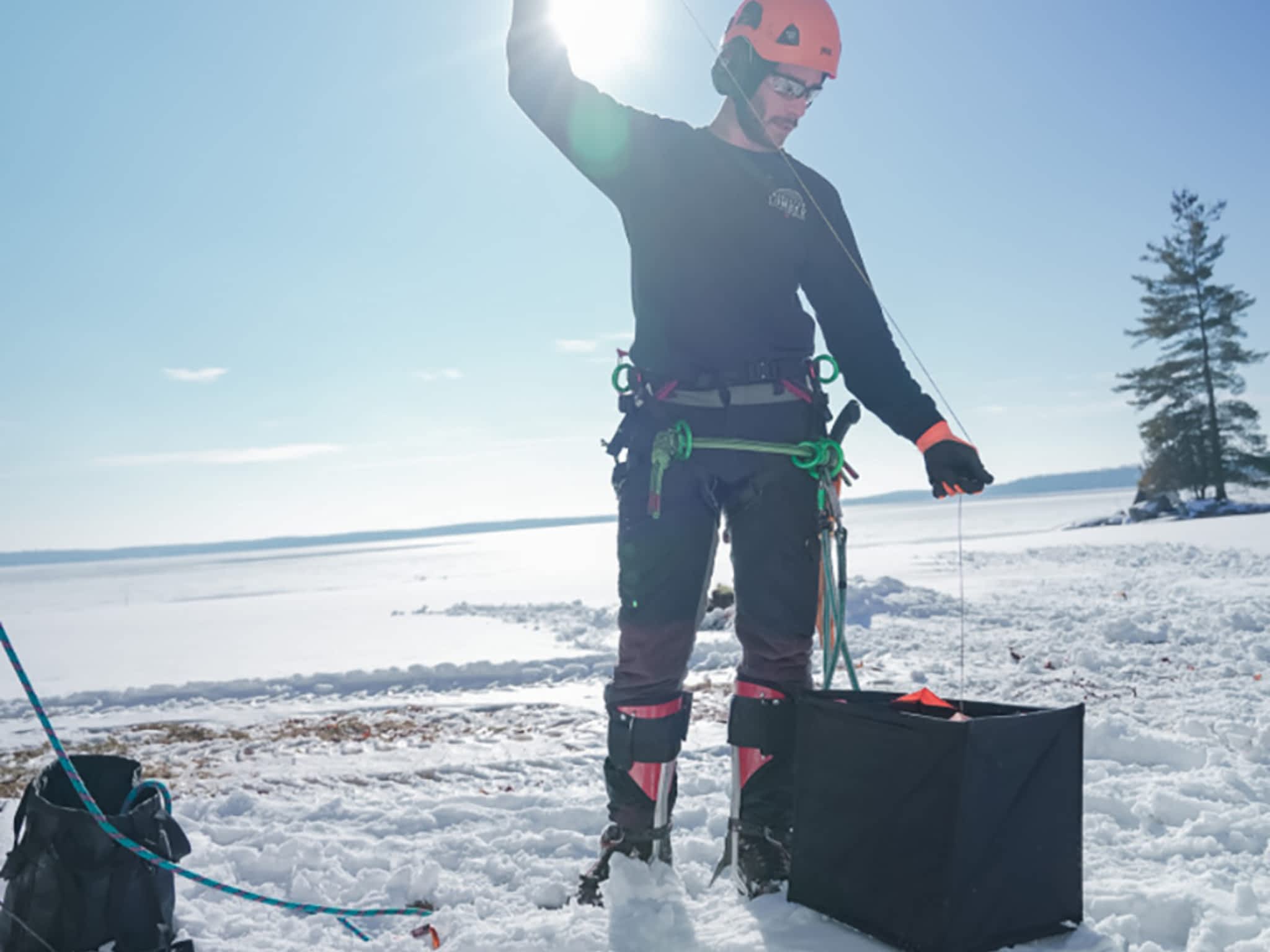 photo Twigs & Trunks