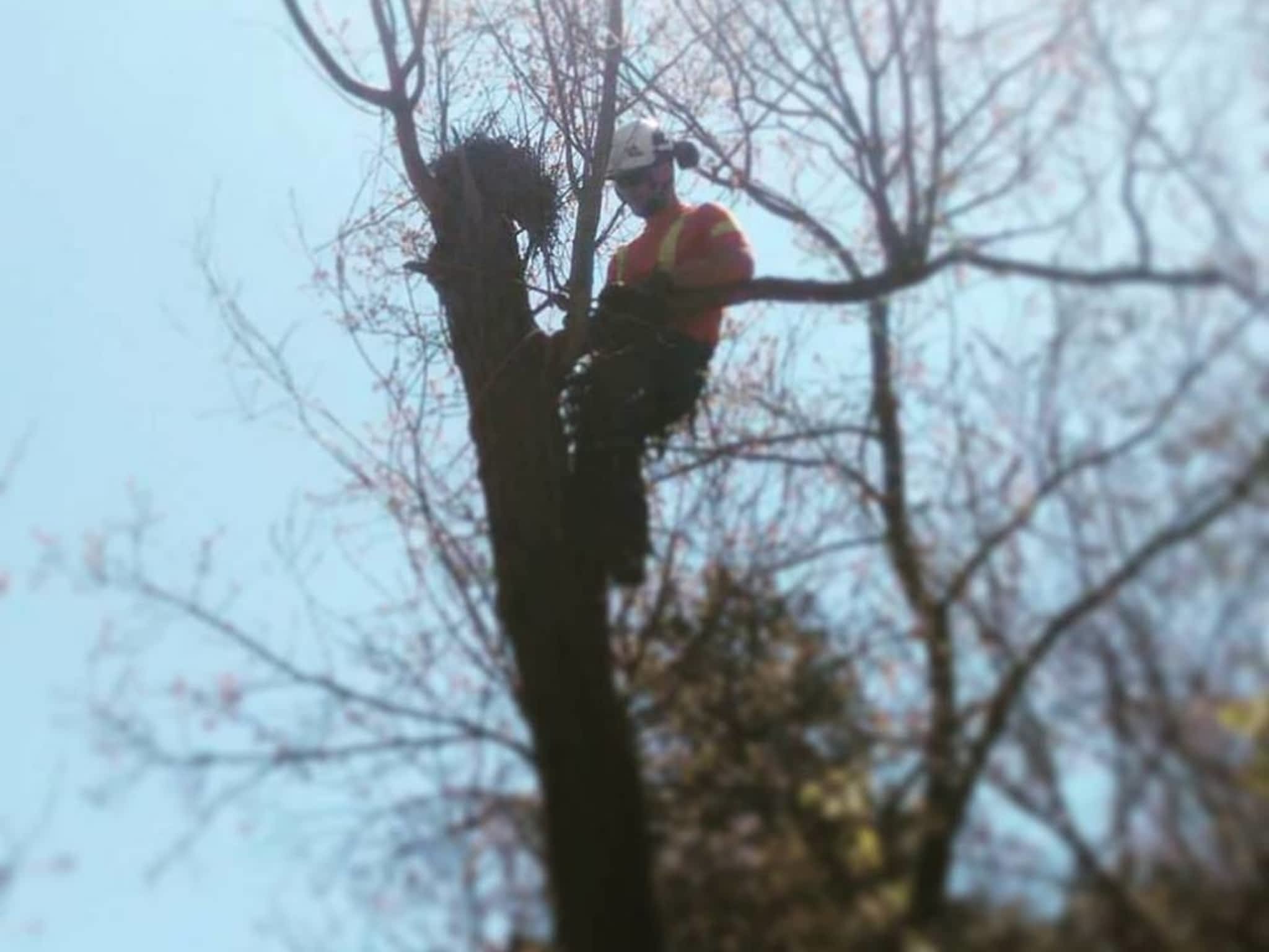 photo K P Tree Services