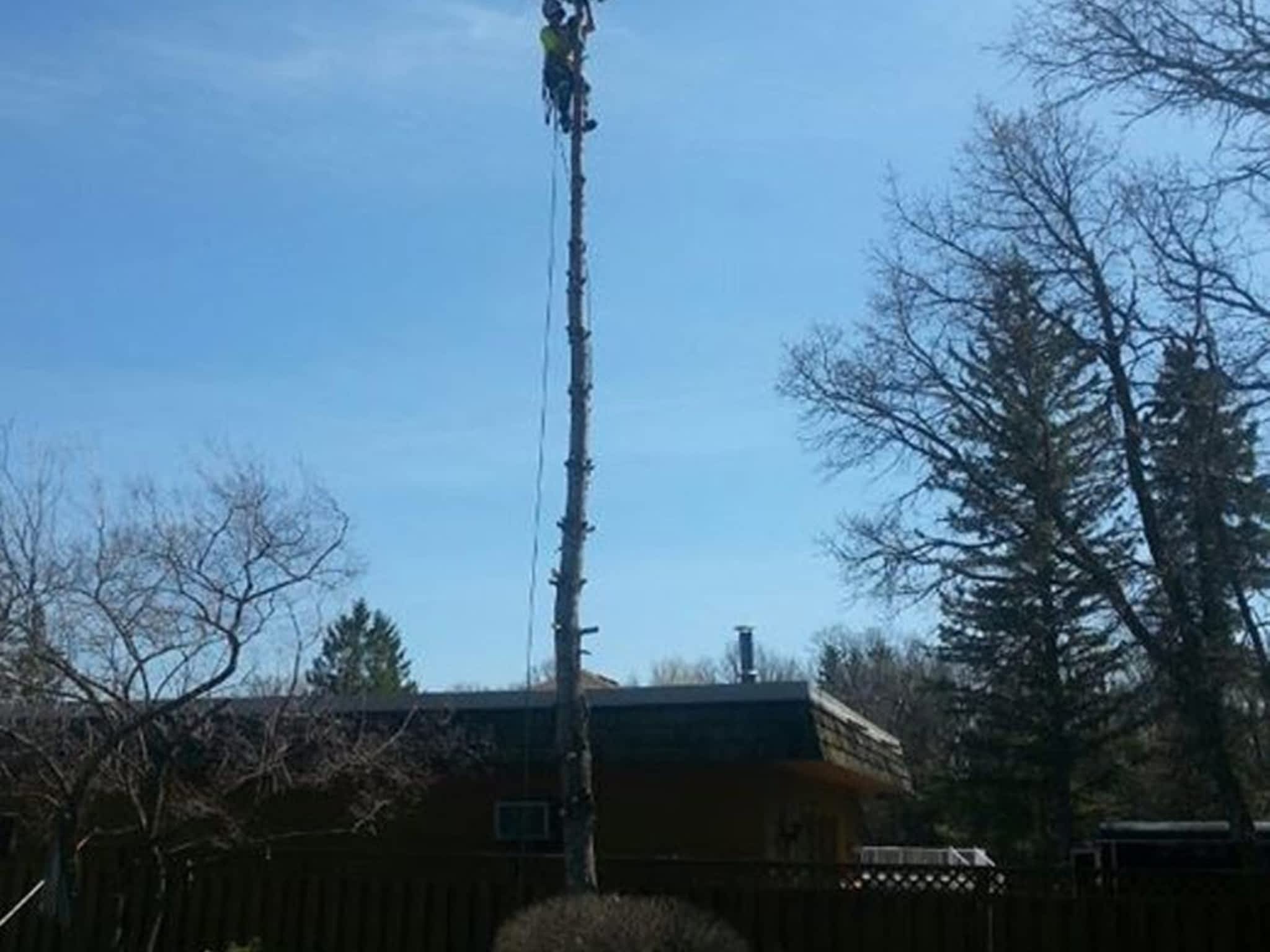 photo Maple Leaf Tree Service