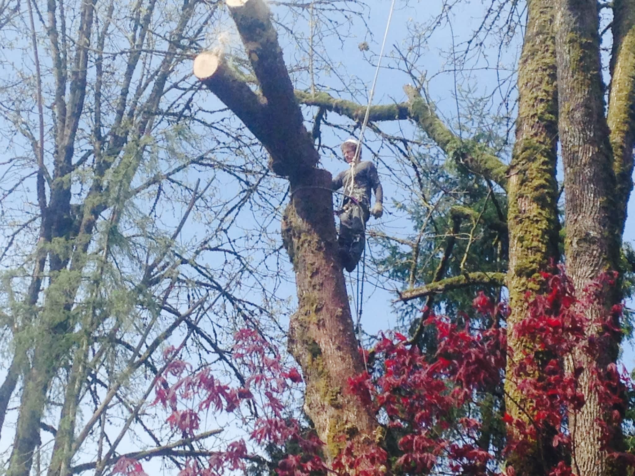 photo Moncton Tree Service