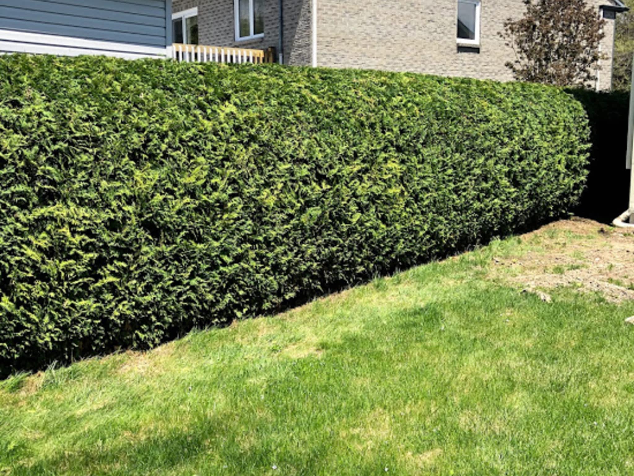 photo Cèdre Esthetique