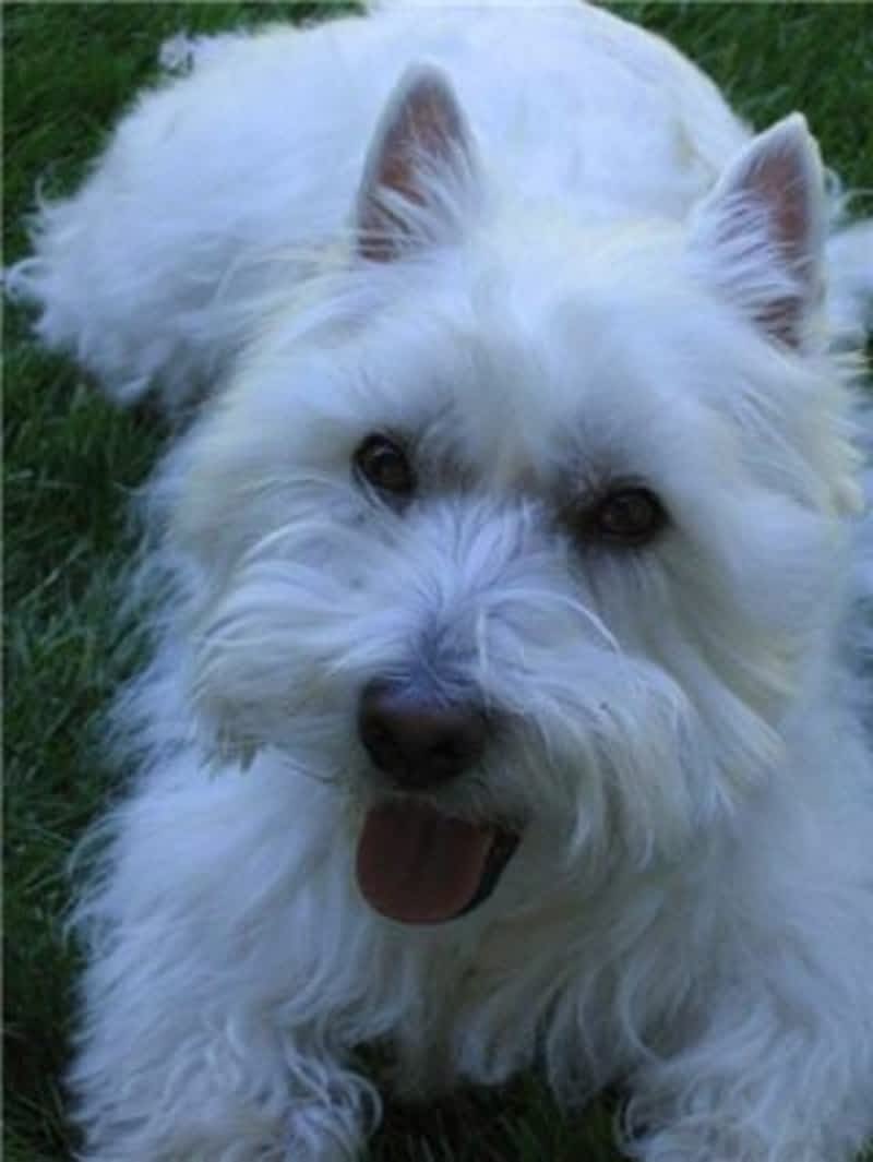 Dog Grooming Surrey Bc Dog Grooming Surrey Bc