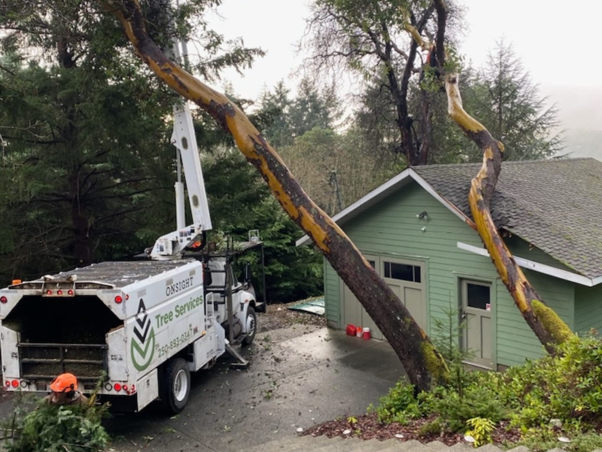 photo Onsight Tree Services