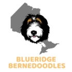 Blueridge Bernedoodles - Éleveurs de chiens