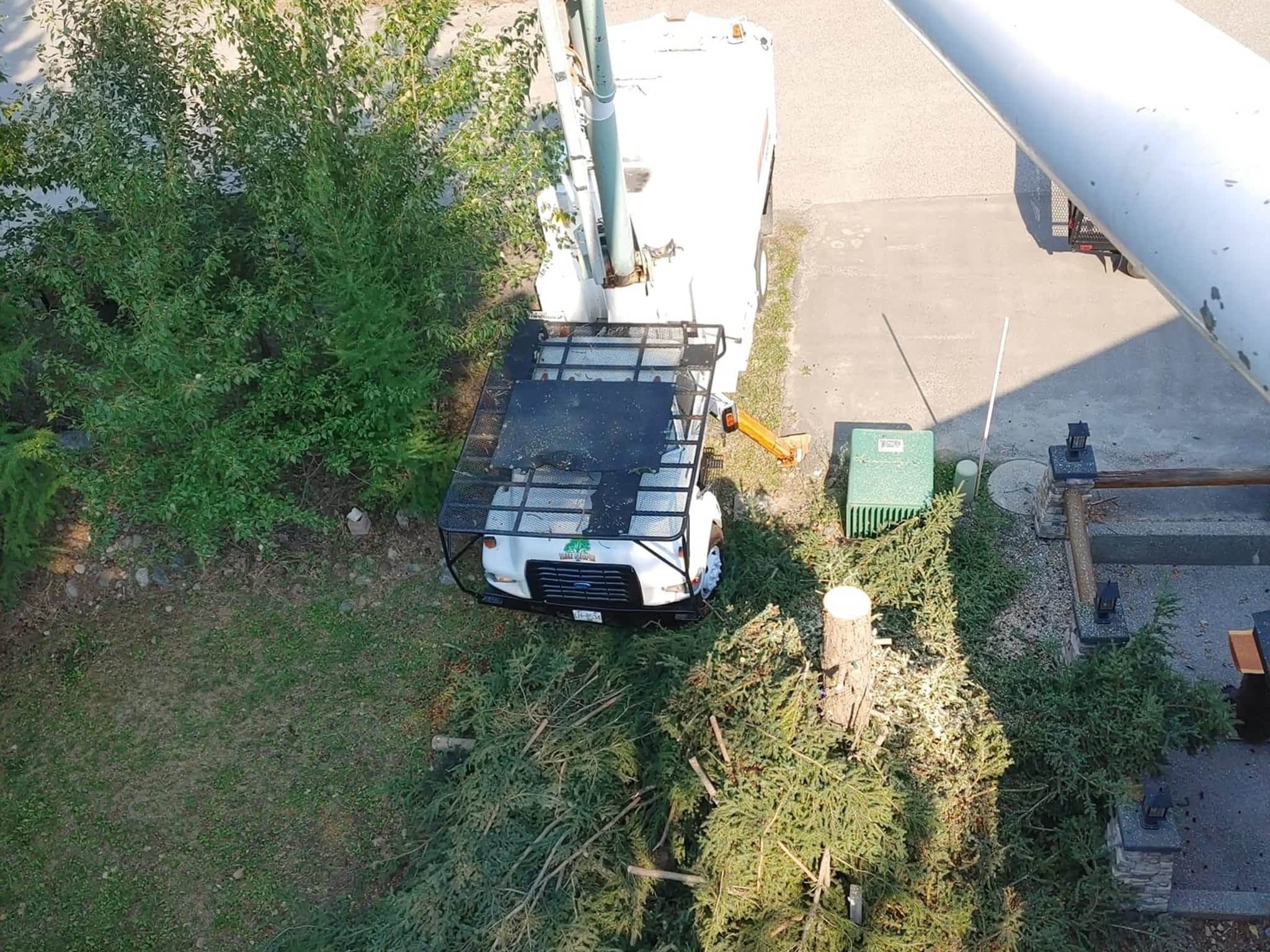 photo DW Tree Removal