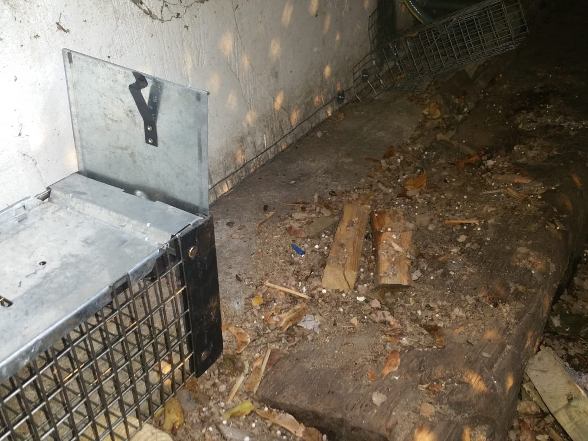 photo Liddle Rascals