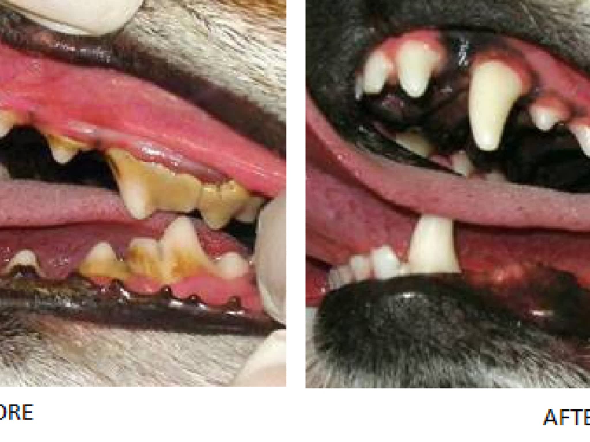 photo Canine Dental Wellness