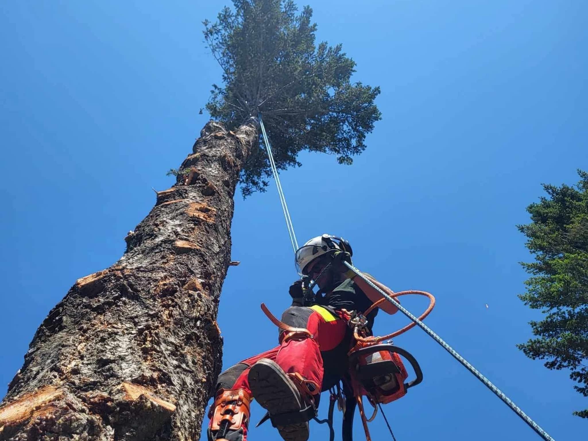 photo Hinni Tree Services