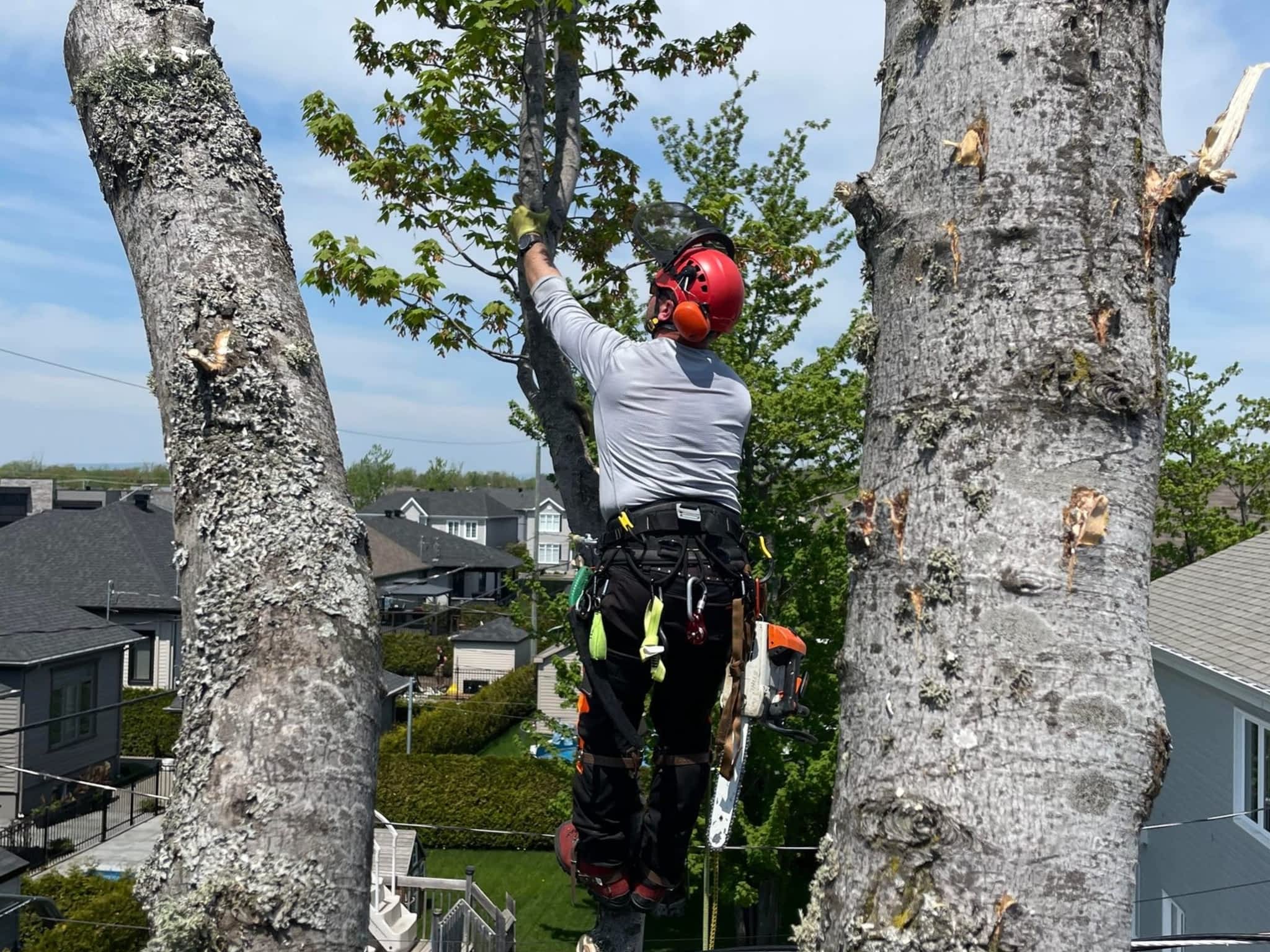 photo Arboriculture DB Inc.