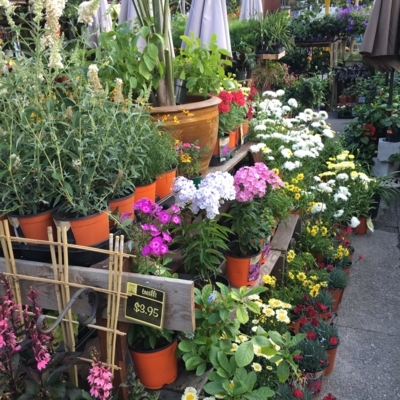 Kiosque Mont-Royal - Fleuristes et magasins de fleurs