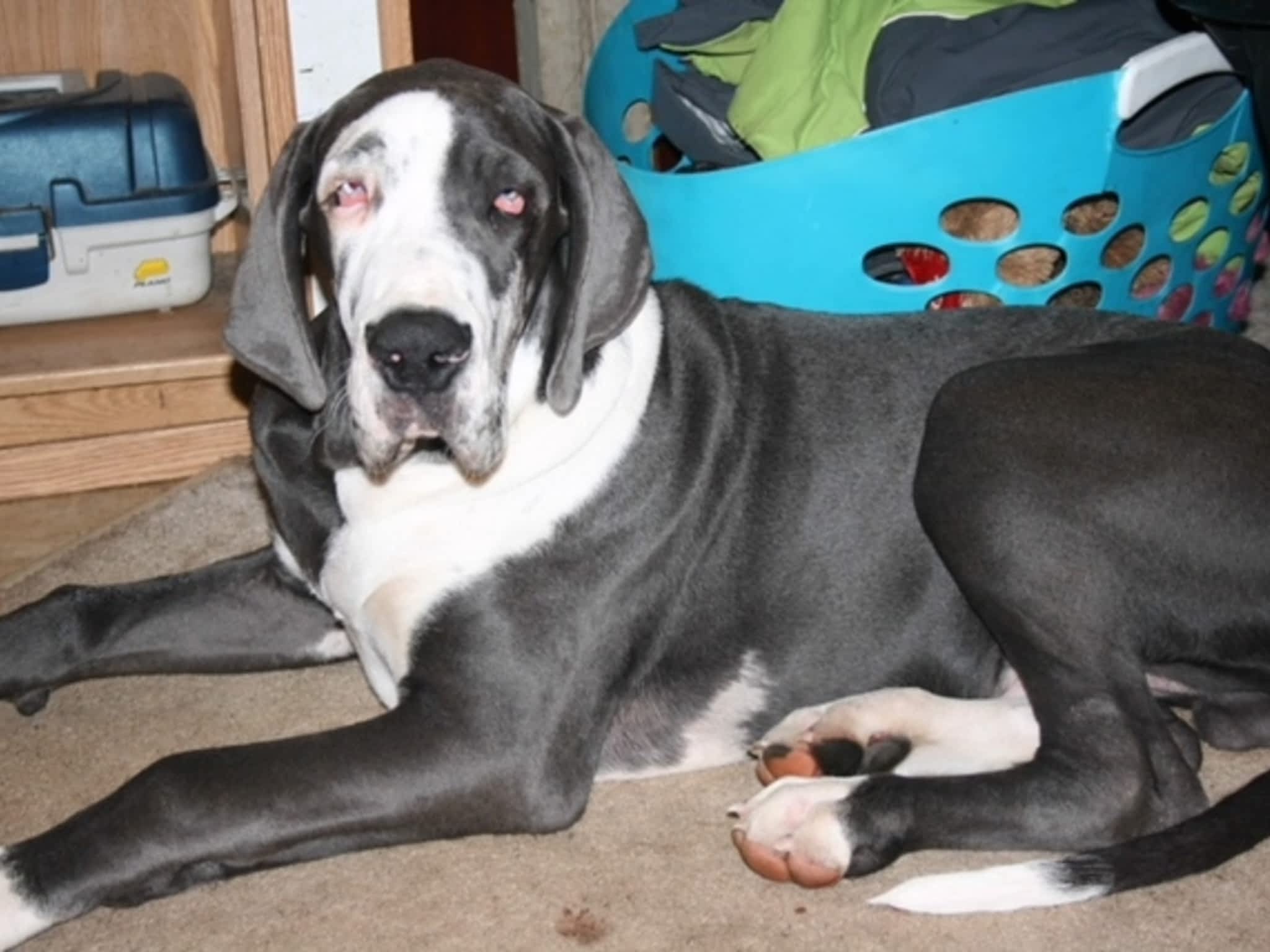 photo Foreverhome Great Danes