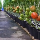 Les Serres Vaudreuil Inc - Centres du jardin