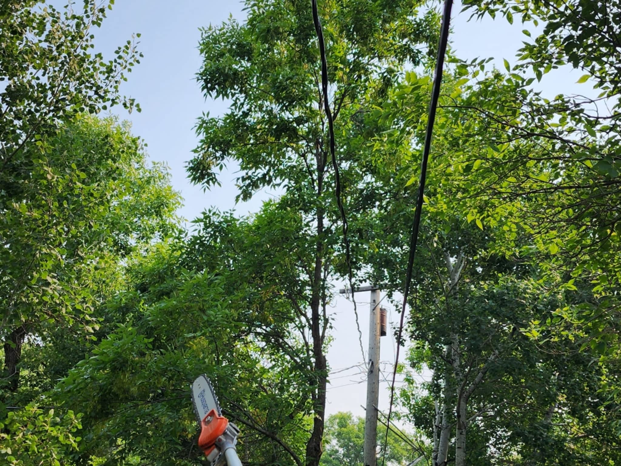 photo John's Tree Service