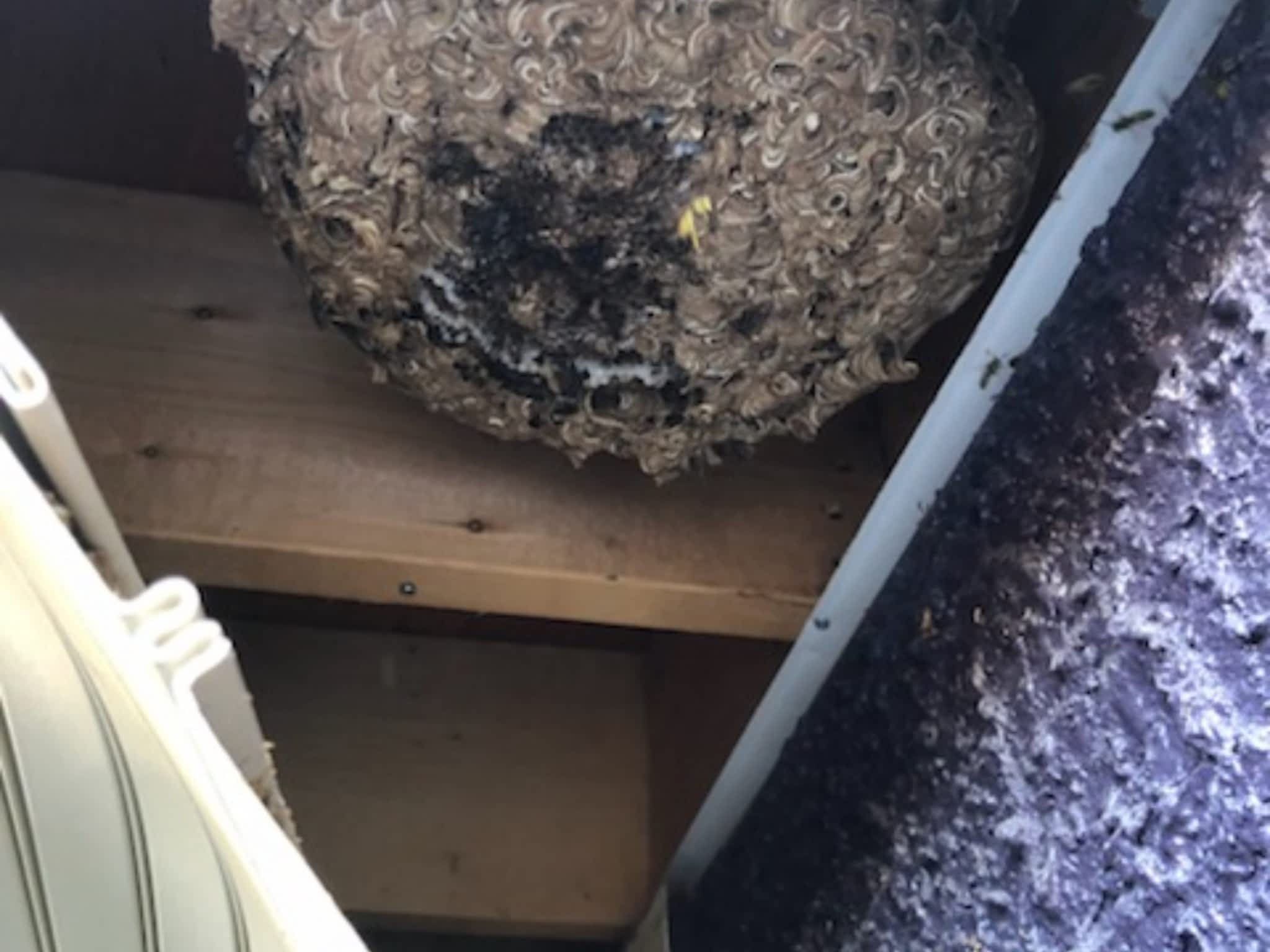 photo Phantom Pest Control Maple Ridge